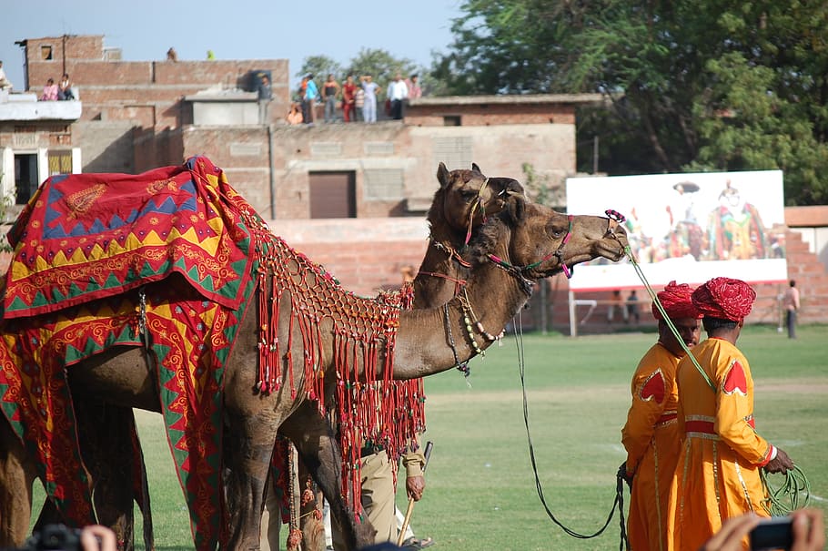 jaipur, rajasthan, camels, amer, travel, india, tourism, mammal, HD wallpaper