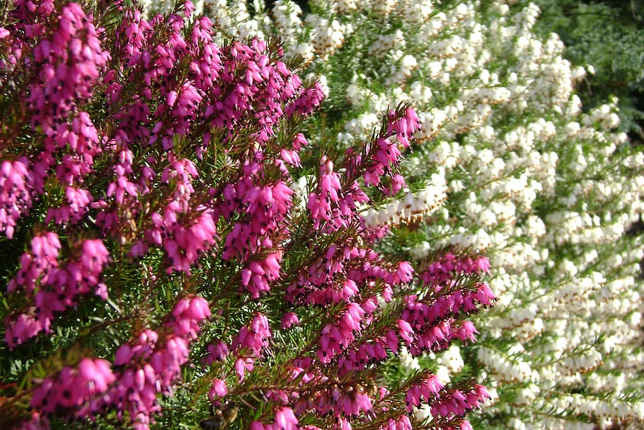 Hd Wallpaper Erica Flowers Spring Flowering Plant Growth Images, Photos, Reviews
