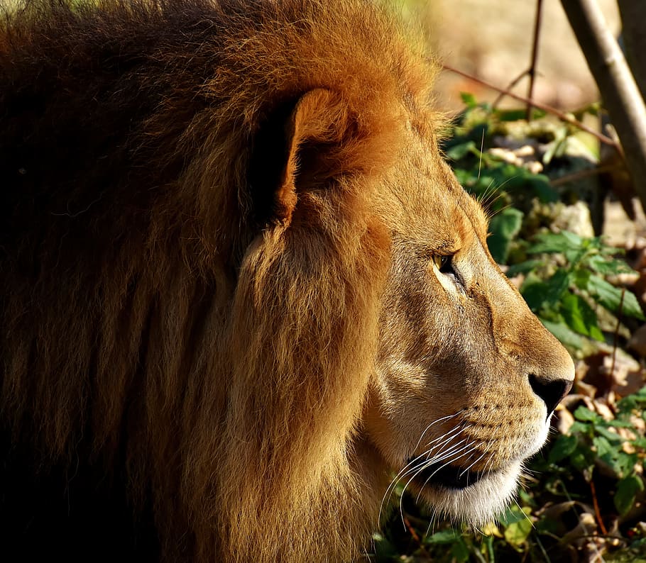 lion beside green leafed plant, predator, dangerous, mane, cat HD wallpaper