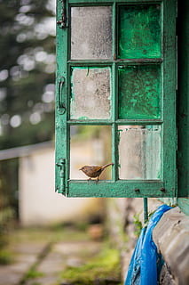 clear glass window with green steel frame, bird, paint, dirt HD wallpaper