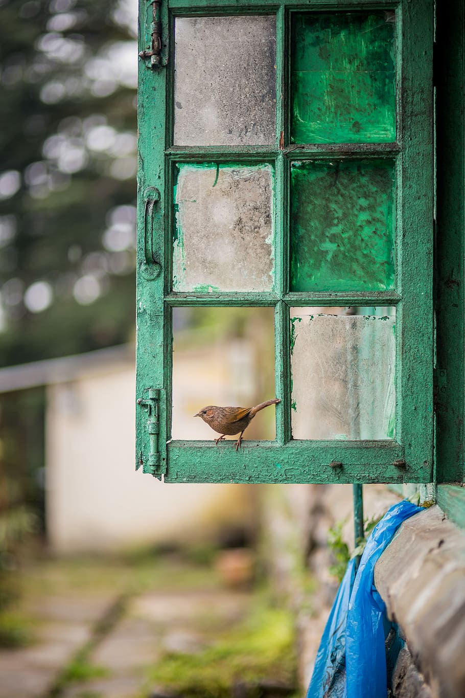clear glass window with green steel frame, bird, paint, dirt HD wallpaper