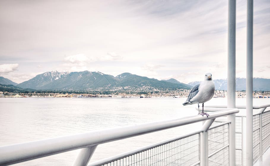 beach, bird, city, coast, coastal land, daylight, harbor, lake HD wallpaper