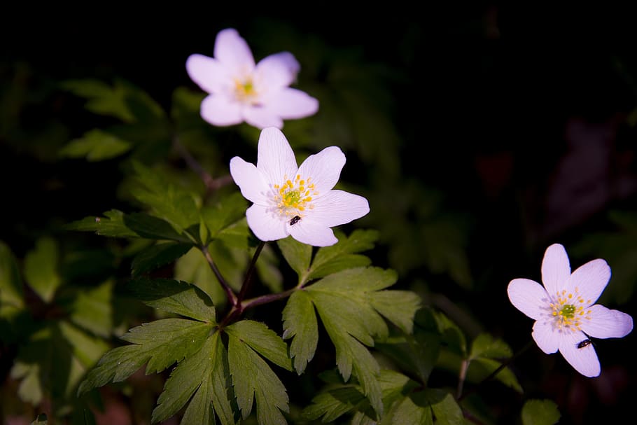 flowers, summer, forest, green, the nature of the, anemones HD wallpaper