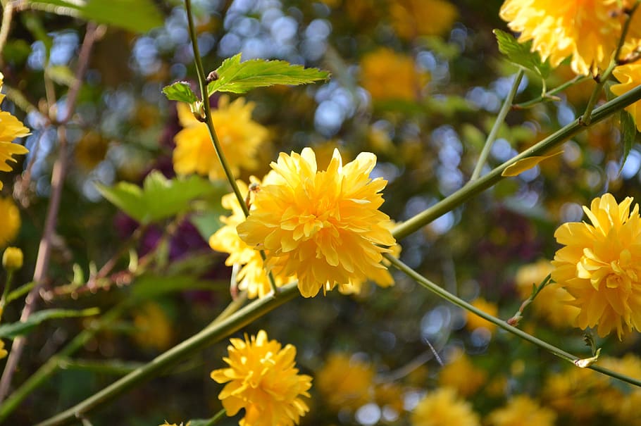 blossom, bloom, yellow, bush, branch, japanese kerrie, kerria japonica HD wallpaper