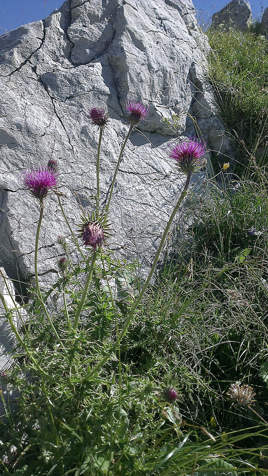 thistle, thistles, mariendisteln, silybum, silybum marianum HD wallpaper