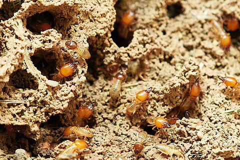 termites, nature, food, insect, animal wildlife, animal themes HD wallpaper