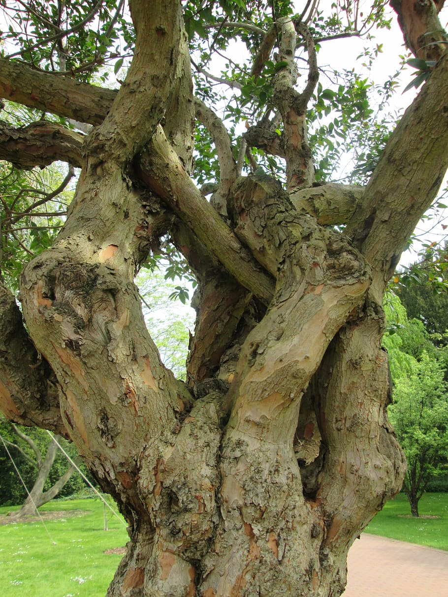 Tree, Old, Tribe, Log, Nature, gnarled, wood, plant, flora HD wallpaper