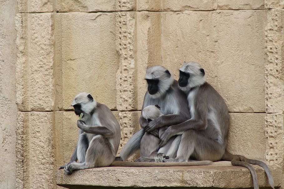 Animal, Monkey, Family, day, animal wildlife, sitting, ape HD wallpaper