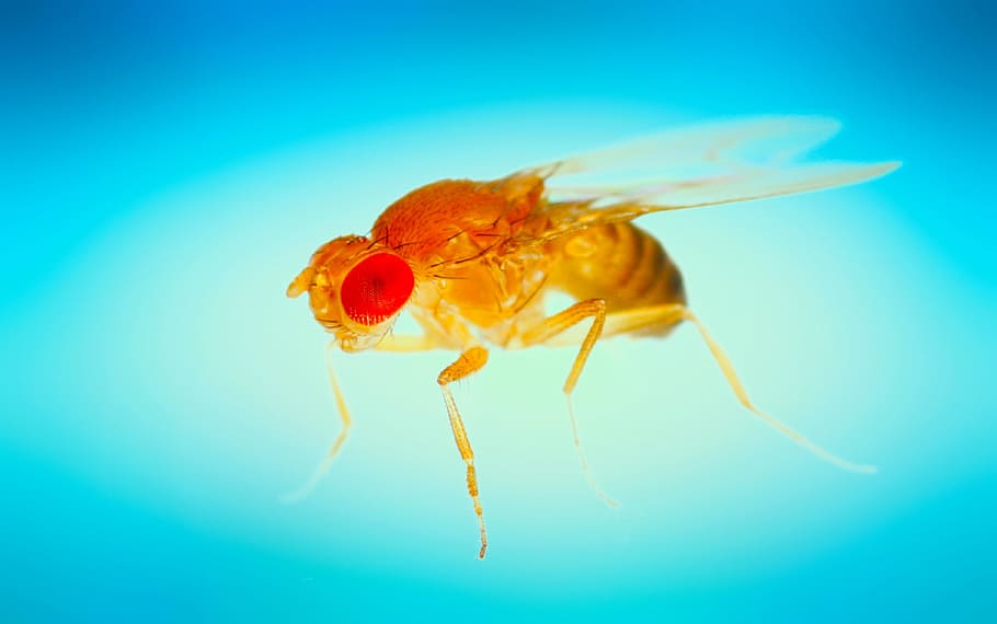Fly, Insect, Macro, Nature, one animal, animal themes, animals in the wild HD wallpaper