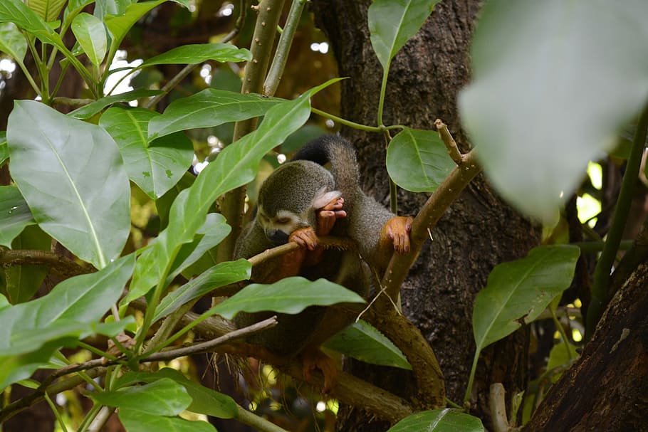 Monkey, Zoo, Animal, Nature, äffchen, animal world, cute, wild animal HD wallpaper