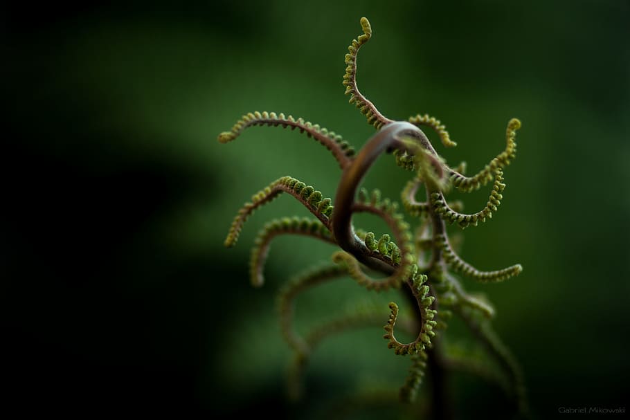 Desenrolar, plant, green, leaf, fern, nature, macro, close-up HD wallpaper