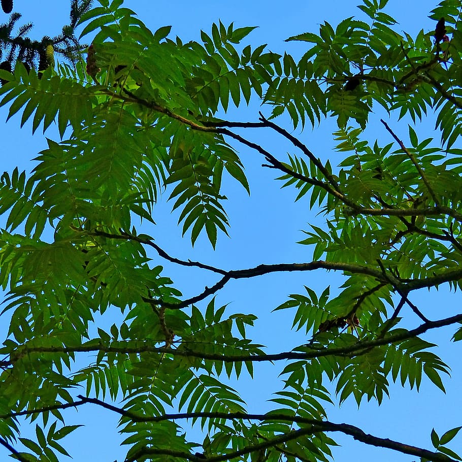 Foliage, Nature, Leaves, Contrast, against the light, sky, branch HD wallpaper