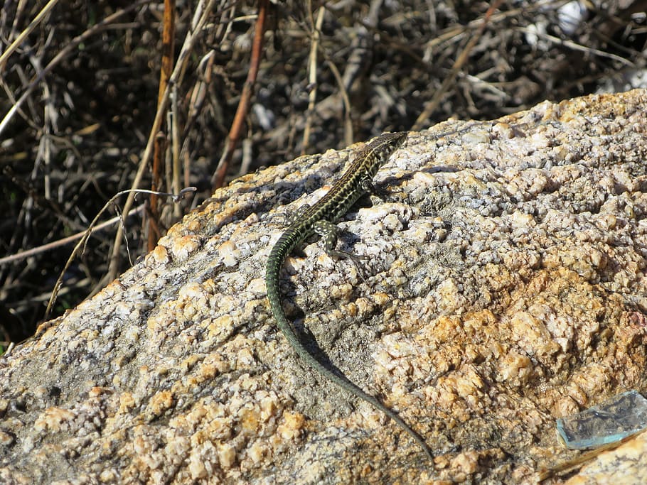 lizard, animal, close up, stone, no people, nature, day, textured HD wallpaper