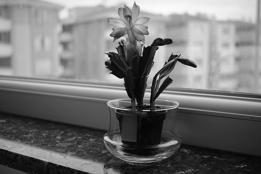 Flower, Cactus, Window, Plant, Flowerpot, black and white, indoors HD wallpaper