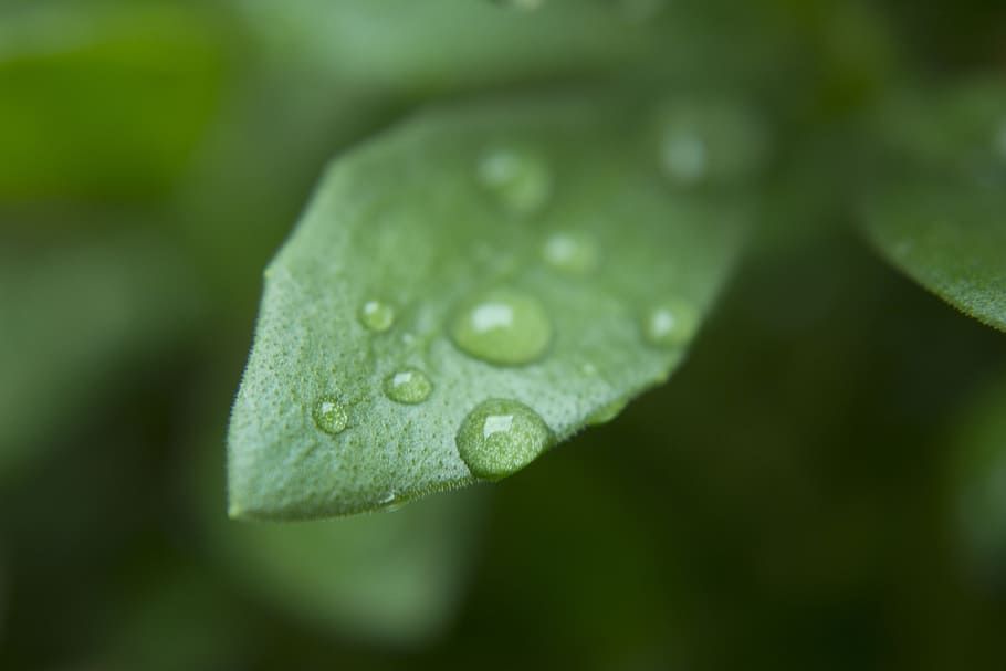 Leaf, Color, Drops, Dew, Nature, rain, water, green, plant HD wallpaper