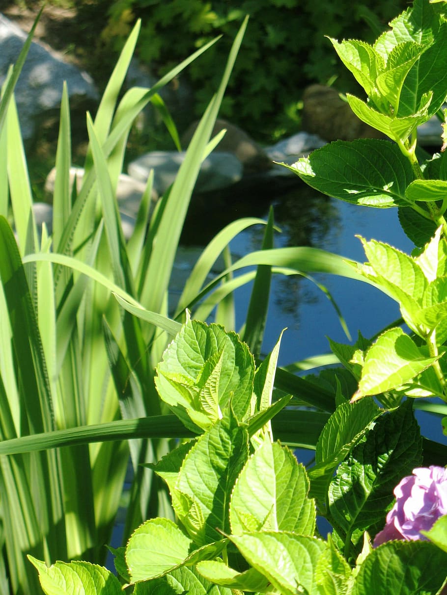 garden, pond, flowers, bloom, blooming, nature, plants, outdoors HD wallpaper