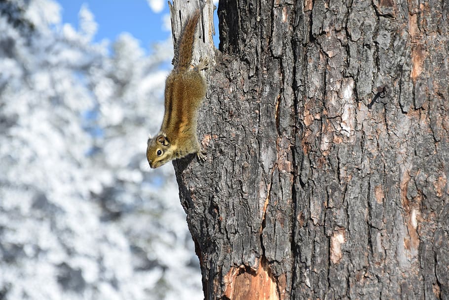 Squirrel, Tree, Snow, tree trunk, one animal, wood - material HD wallpaper