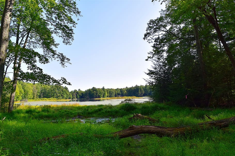 forest, trees, lake, nature, landscape, summer, green, park HD wallpaper