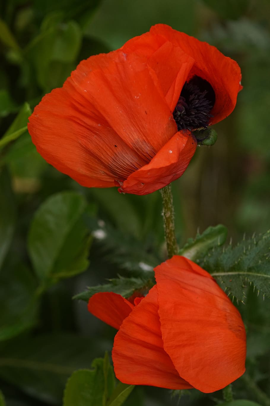 Poppy, Flower, red, klatschmohn, petal, plant, fragility, beauty in nature HD wallpaper