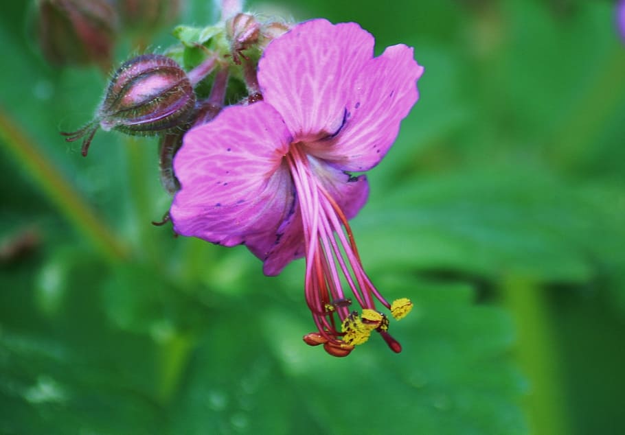 cranesbill, blossom, bloom, garden, purple, macro, flower, plant HD wallpaper