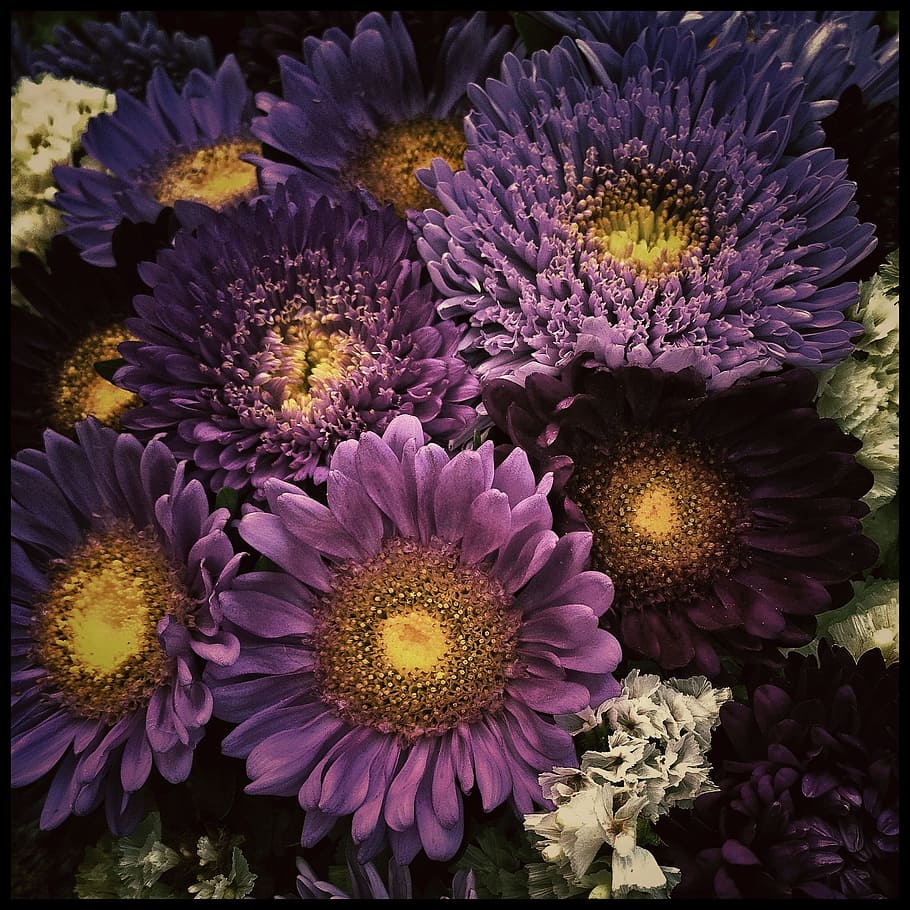 purple flowers, plant, nature, macro, garden, flowering plant HD wallpaper