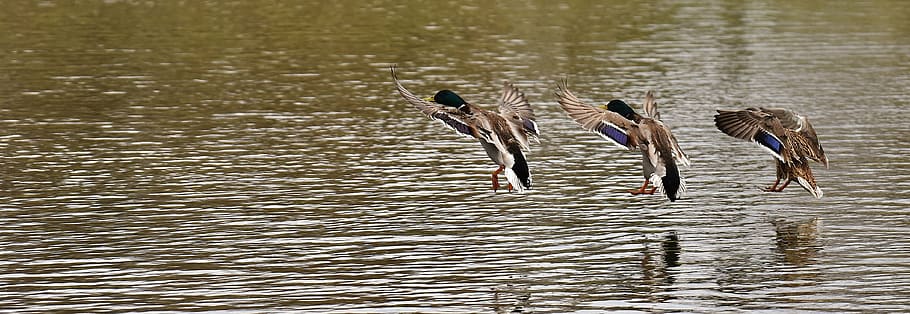 three birds flying near body of water, ducks, swarm, landing HD wallpaper