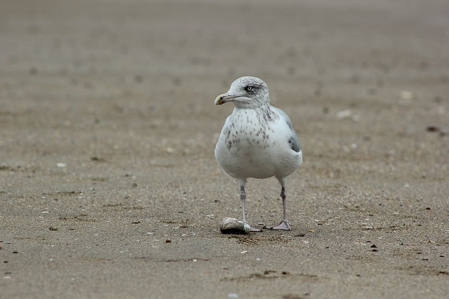 seagull, sand, beach, ornithology, fauna, ocean, feathers, brittany HD wallpaper