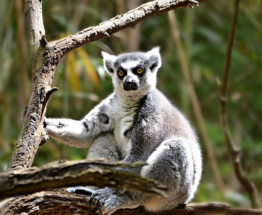 lemur, animal, nature, primate, ring-tailed, wildlife, mammal HD wallpaper