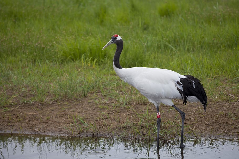 crane, nature, natural, bird, animals, animal themes, animals in the wild HD wallpaper