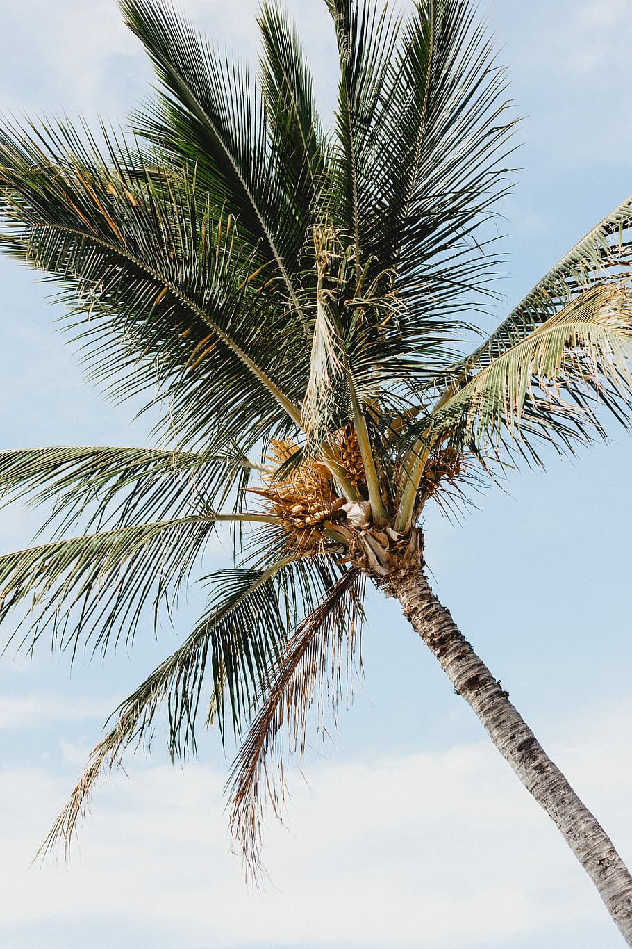 photo of coconut tree during daytime, close up photo of coconut palm tree HD wallpaper