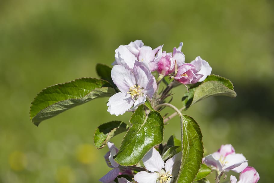 blossom, bloom, apple, spring, apple tree, kernobstgewaechs HD wallpaper