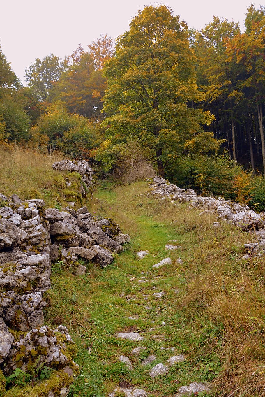 trail, stones, grass, sassi, forest, autumn, the european path HD wallpaper