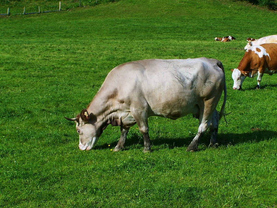 gray cow, green pastures, cattle, grass, livestock, mammal HD wallpaper
