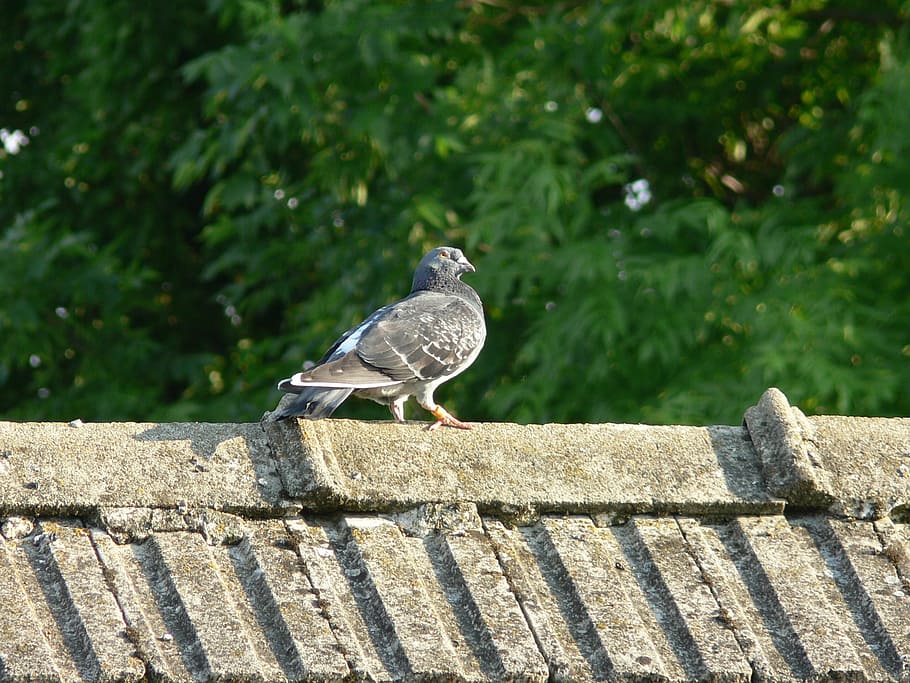bird, pigeon, summer, sky, green, wildlife, fly, nature, animal themes HD wallpaper
