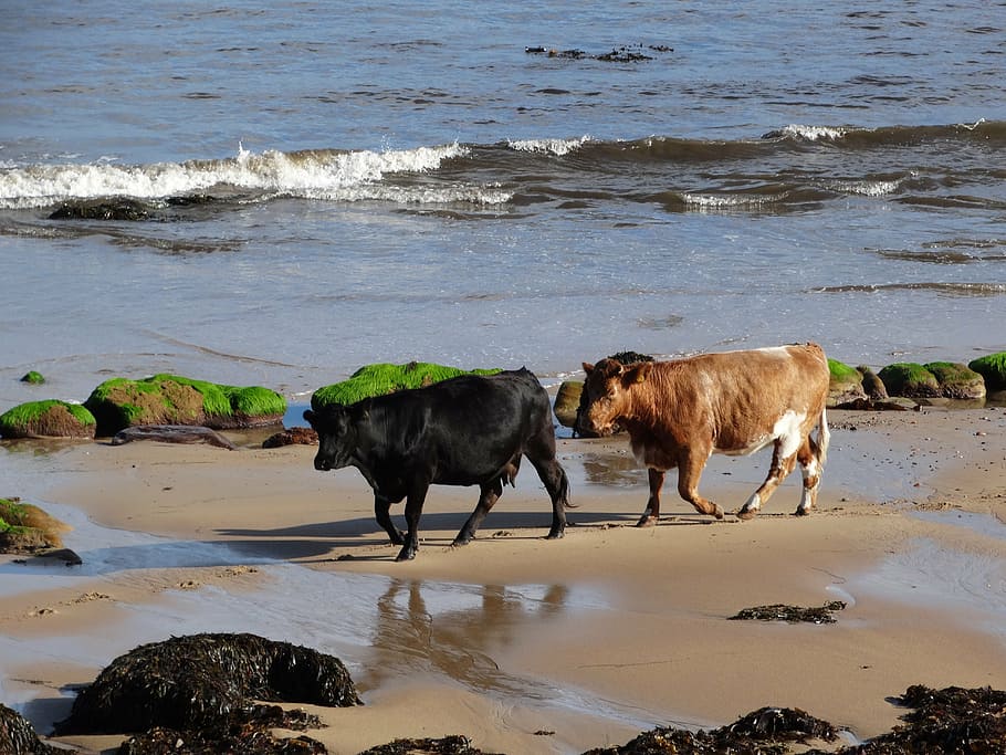 cows, beach, sea, brora, highlands of scotland, water, animal HD wallpaper