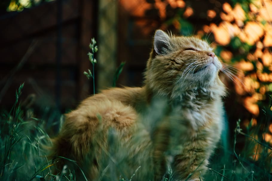 cat, manor, outside, siberian, sitting, animal, animal themes HD wallpaper