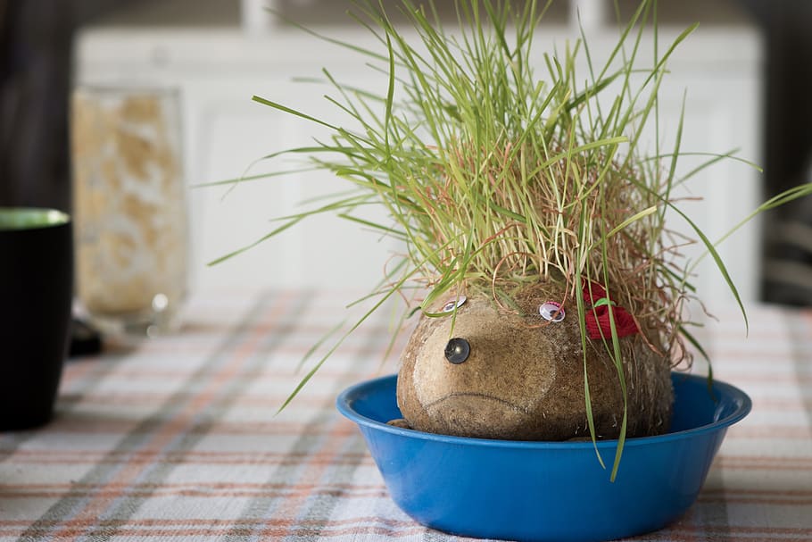 wheat, christmas, spike, grass, puppet, plate, blue, animal HD wallpaper
