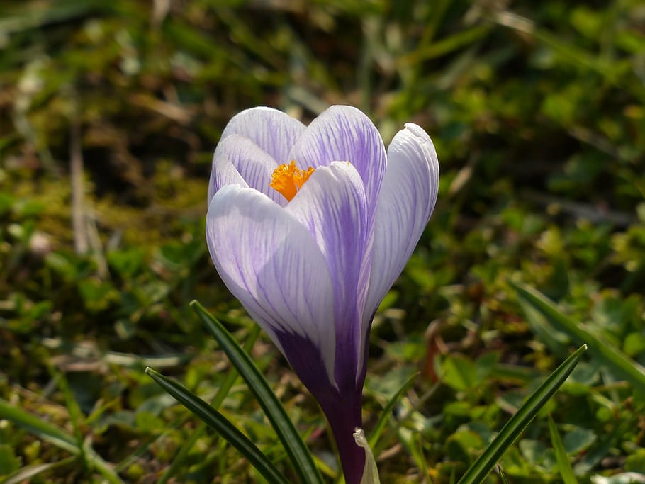 crocus, yellow, purple, violet, blue, white, bloom, blossom HD wallpaper
