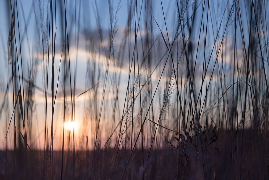 grass covering sunset, close, photography, nature, stems, stalks, HD wallpaper