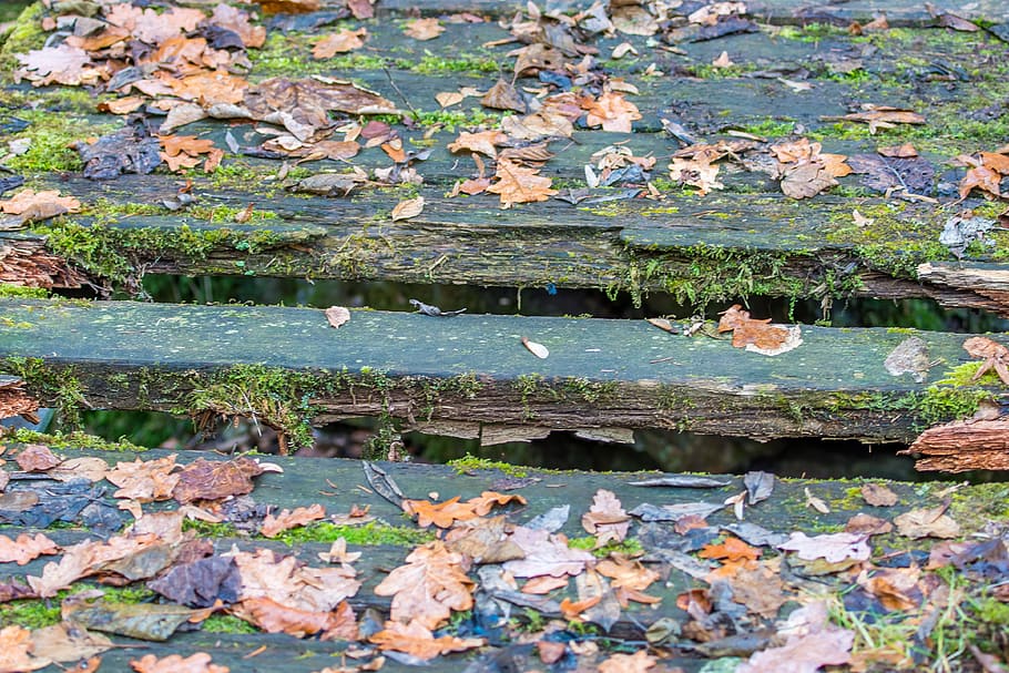 Autumn, Leaves, Forest Floor, Boards, risk, nature, leaf, outdoors HD wallpaper