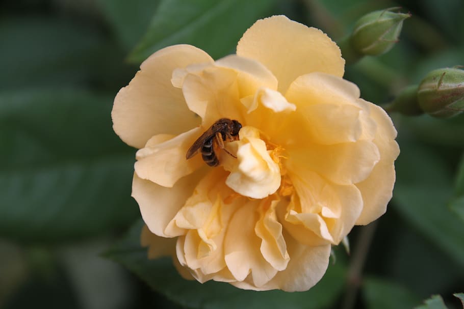 rose, rose bloom, wild bee, pollination, pollen, garden, romantic HD wallpaper