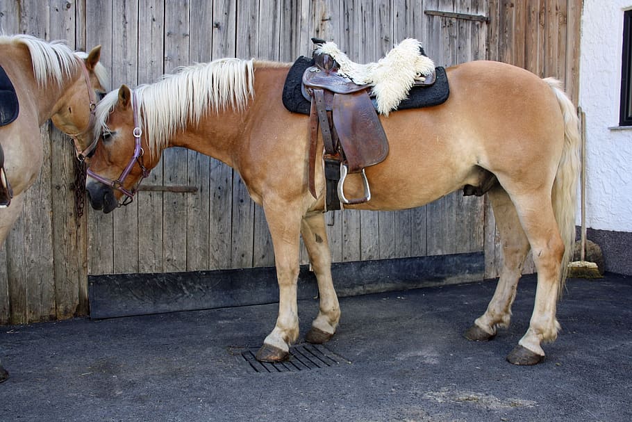 horse, haflinger, nature, domestic animals, mammal, livestock HD wallpaper