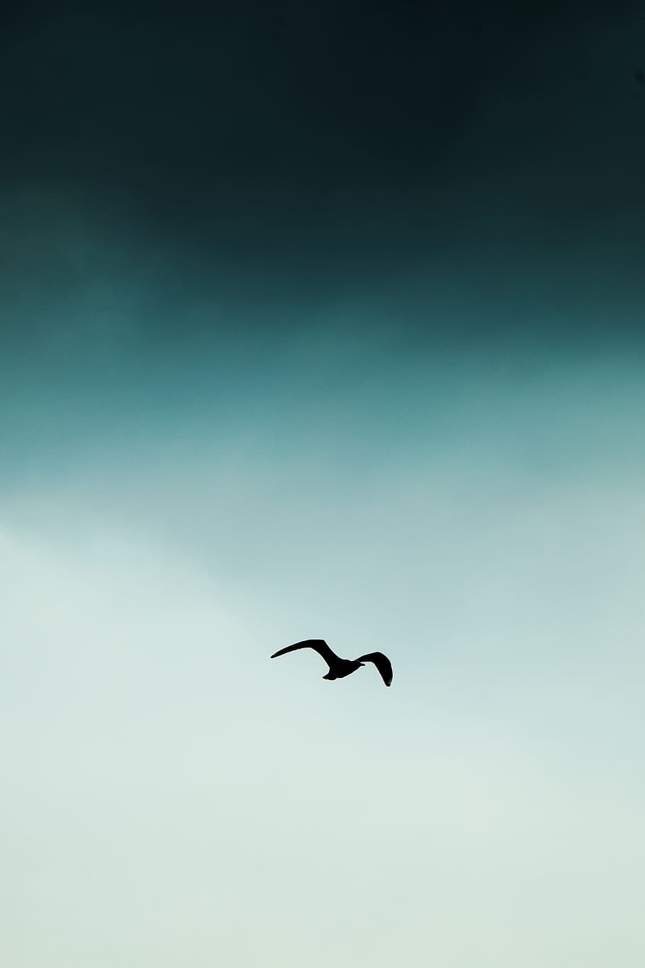 silhouette bird flying at the sky, nature, animal, wildlife, animal Wing HD wallpaper
