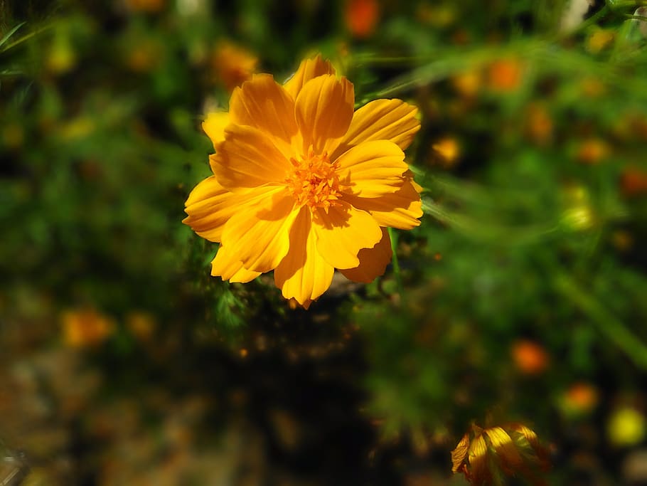 flower, yellow, plant, flowering plant, freshness, fragility HD wallpaper