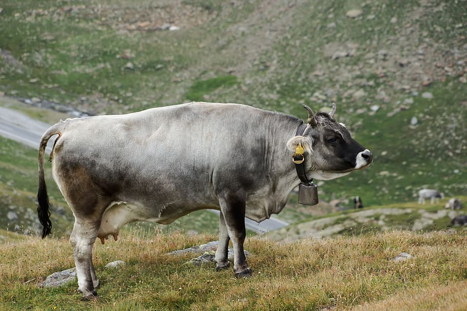 cow, alm, landscape, graze, cattle, animal, tyrol, austria HD wallpaper