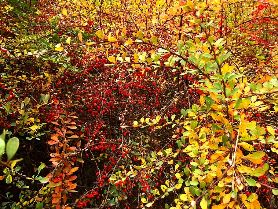 nature, hip, plants, autumn, bush, colors, rose hips, leaf HD wallpaper