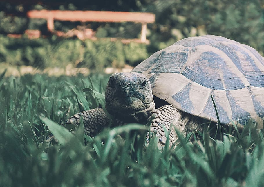 brown turtle on green grass during daytime, selective focus photography of brown turtle on grass HD wallpaper