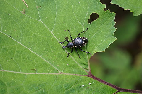 Weevils, Beetle, Proboscis, Nature, insect, animal, crawl, dotted HD wallpaper