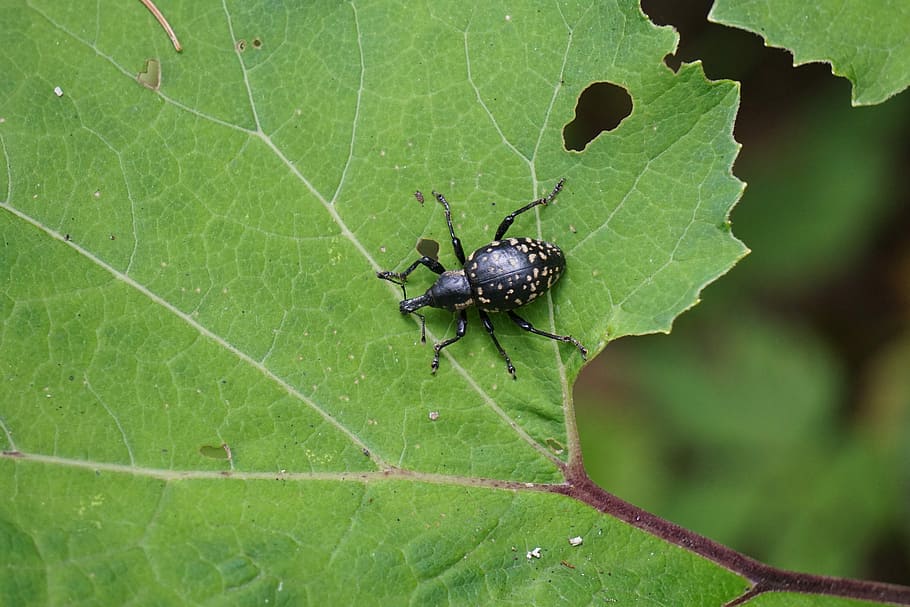 Weevils, Beetle, Proboscis, Nature, insect, animal, crawl, dotted HD wallpaper