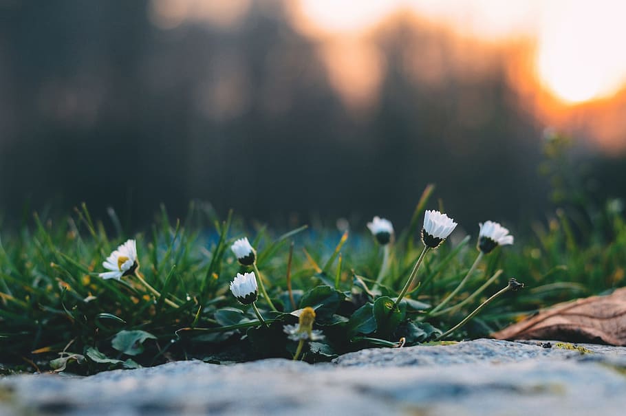 selective focus photography of white petaled flowers, plant HD wallpaper